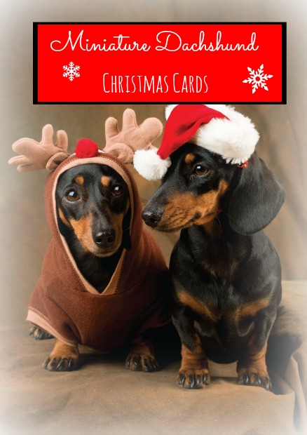 Best-Selling Miniature Dachshund Christmas Cards